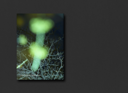 KOLLEG FÜR FOTOGRAFIE, Ortweinschule Graz